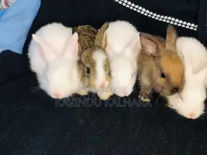 Rabbits