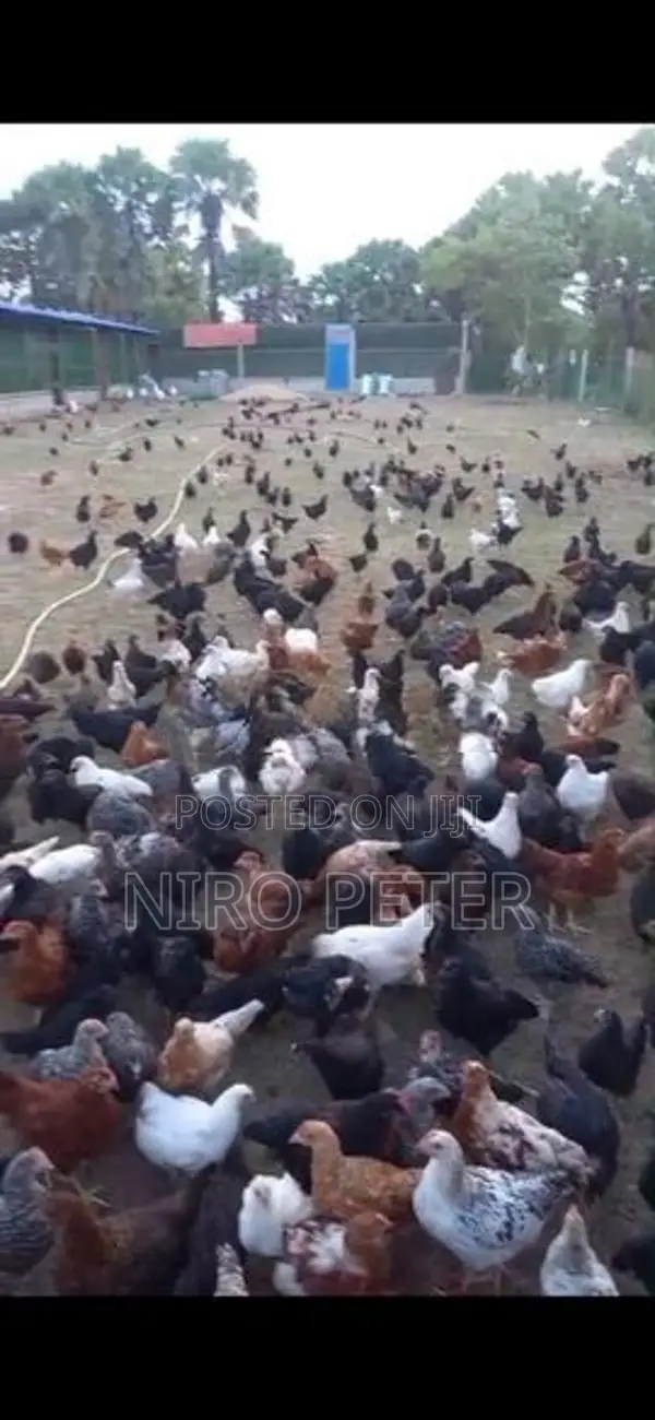 Country Chicken