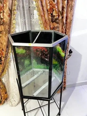 New Fish Tank