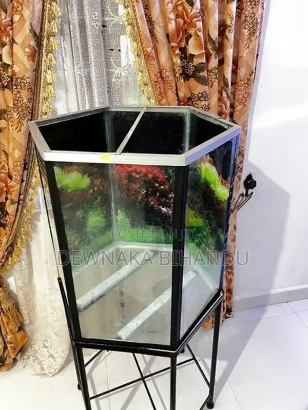 New Fish Tank