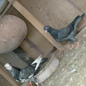 Pigeon