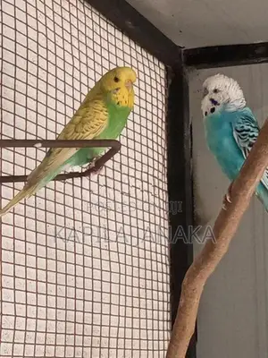 Love Bird