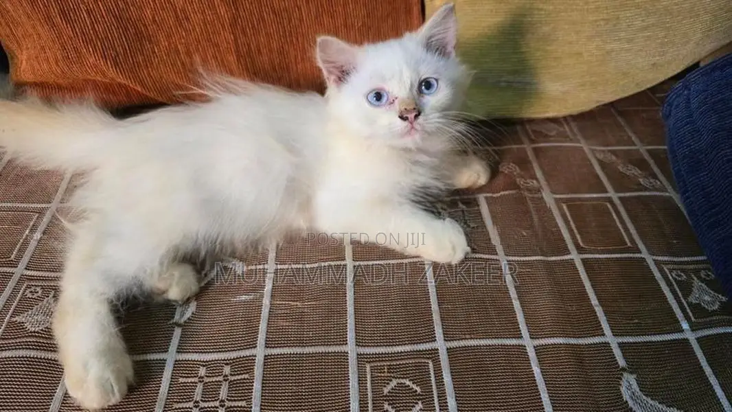 Persian