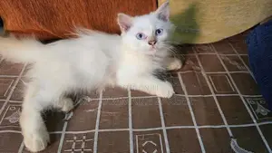 Persian