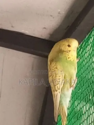 Love Bird