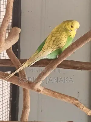 Love Bird