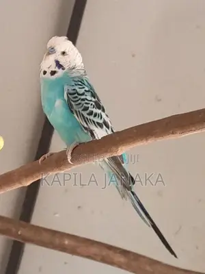 Love Bird