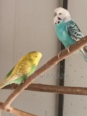 Love Bird