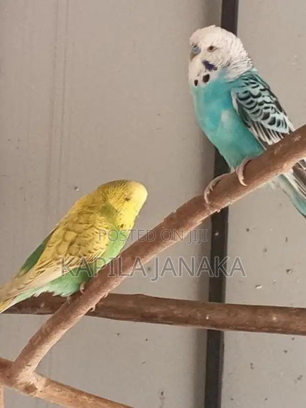 Love Bird