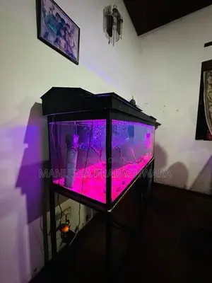 4 Feet Fish Tank