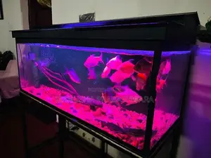 4 Feet Fish Tank