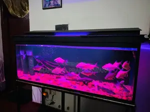 4 Feet Fish Tank