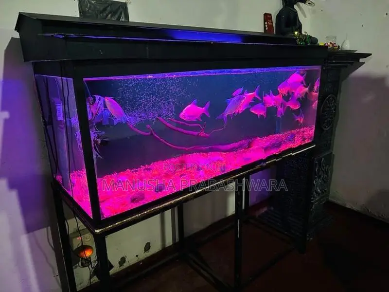4 Feet Fish Tank