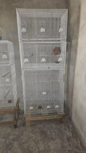 Birds Cage
