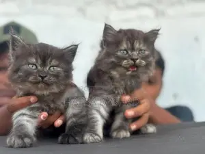Persian Cat