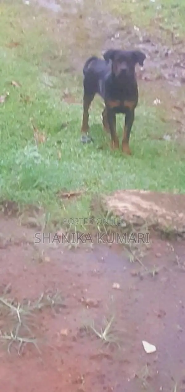 Rottweiler Dog