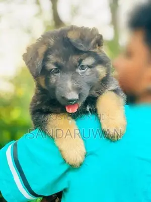 German Shepherd Puppy