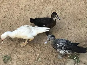 Ducks