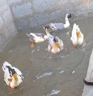 තාරාවන්