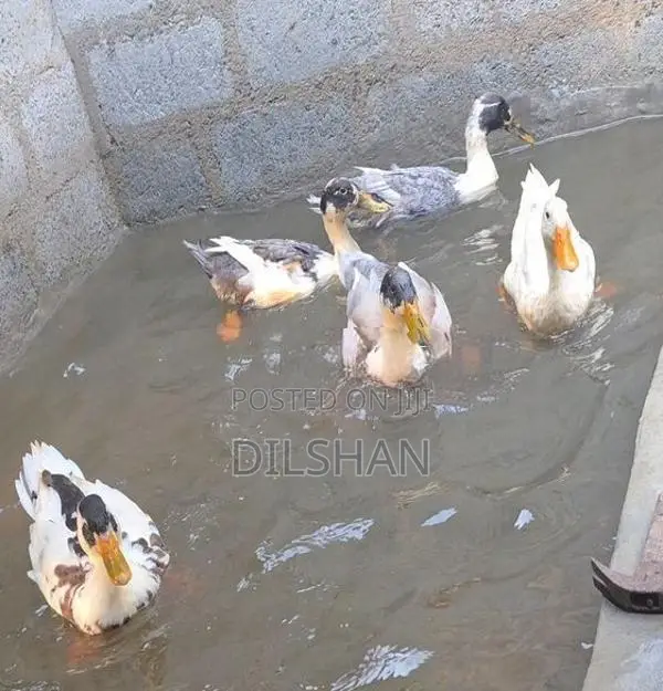 තාරාවන්