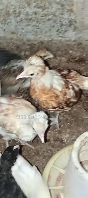 පොලිස් කැප්
