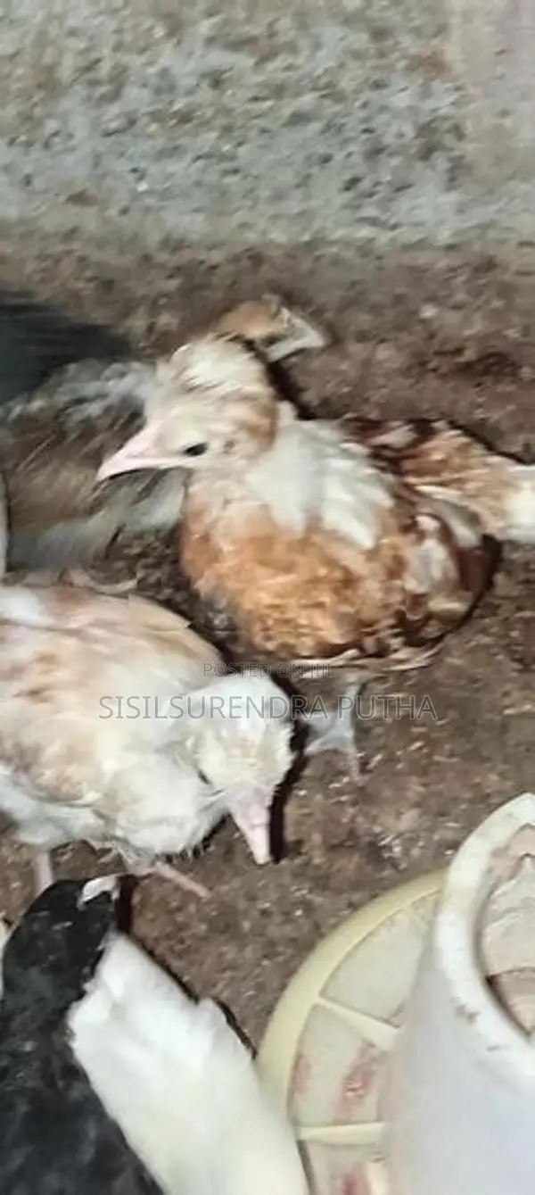 පොලිස් කැප්