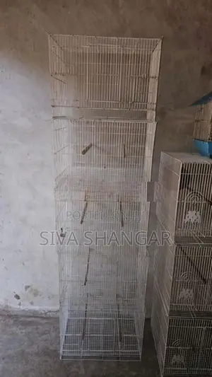 Birds Cage