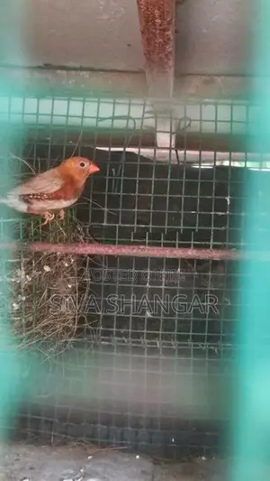 Finches Birds