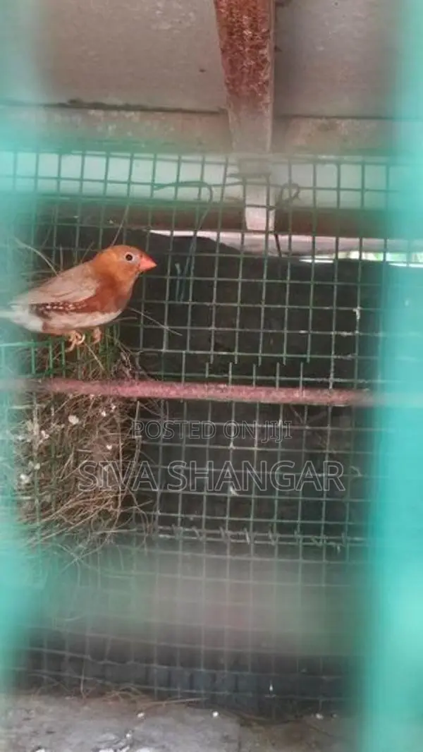 Finches Birds