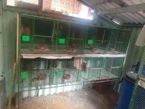 African Love Birds