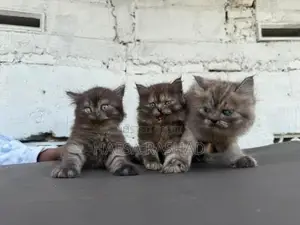 Persian Cat