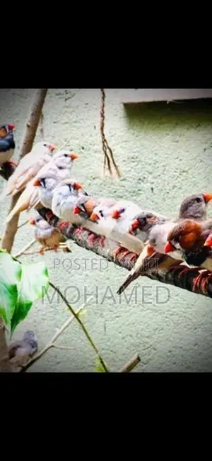 Finches Bird