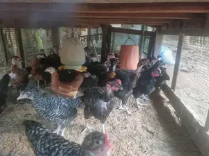 3.5 மாத ஊர்க்கோழிக்குஞ்சு .