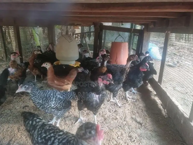 3.5 மாத ஊர்க்கோழிக்குஞ்சு .