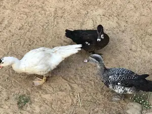 Ducks