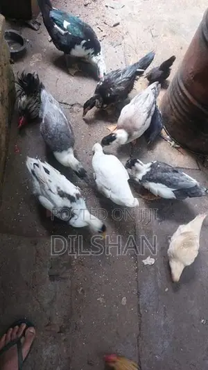 තාරාවන්