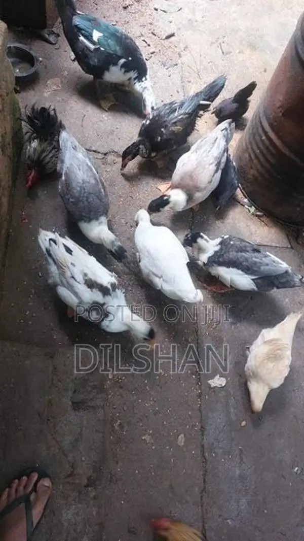තාරාවන්