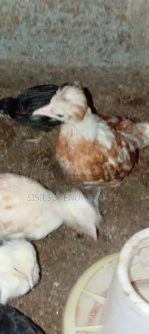 පොලිස් කැප්