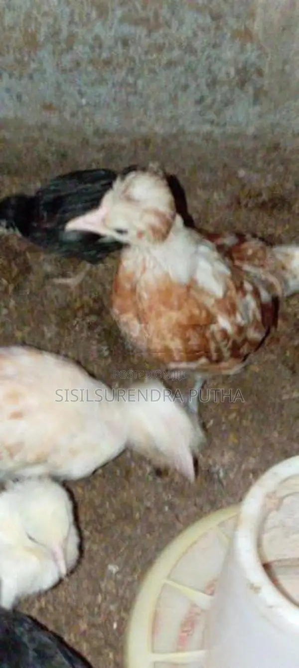 පොලිස් කැප්