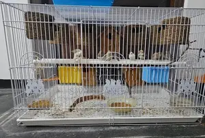 Finches Birds