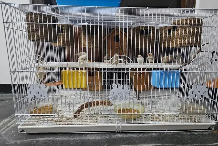 Finches Birds