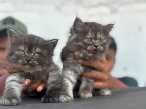 Persian Cat