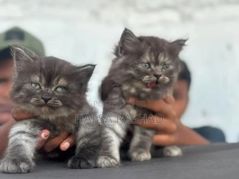 Persian Cat