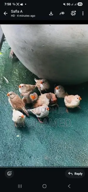 Finches Bird