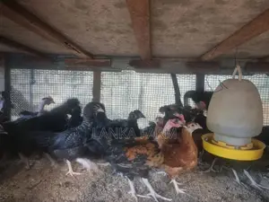 3.5 மாத ஊர்க்கோழிக்குஞ்சு .