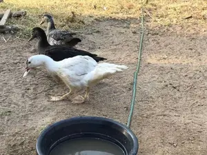 Ducks