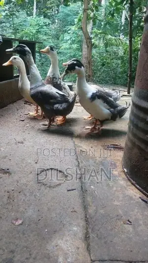 තාරාවන්