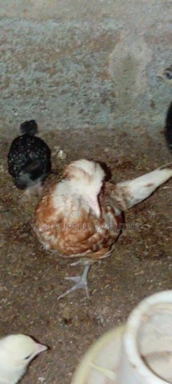 පොලිස් කැප්