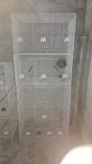 Birds Cage