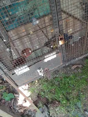 African Love Birds
